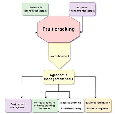 Factors influencing fruit cracking: an environmental and agronomic perspective